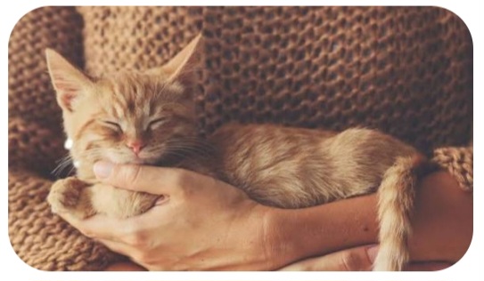 Purring Kitty