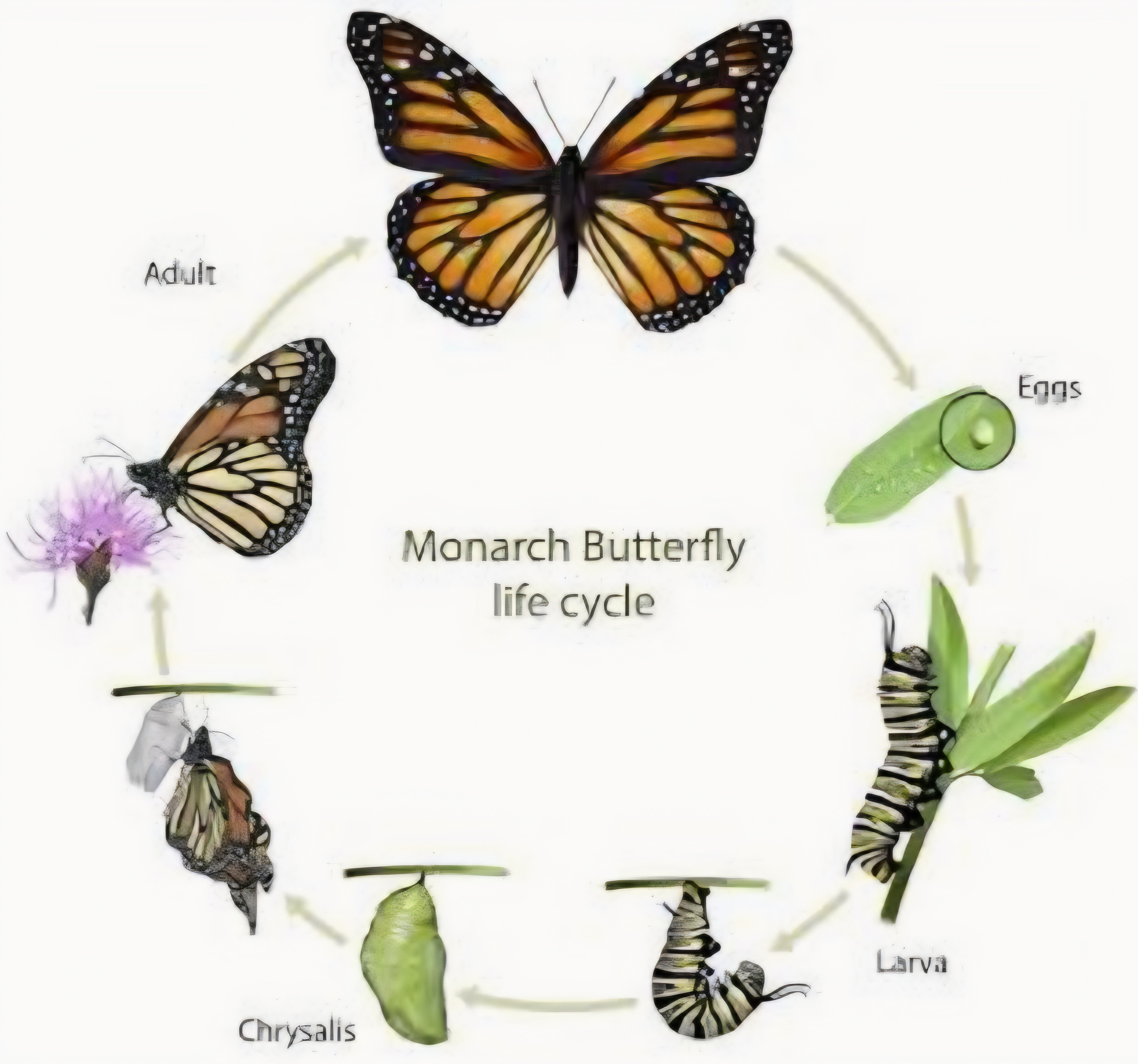 From A Tiny Egg To  A Monarch