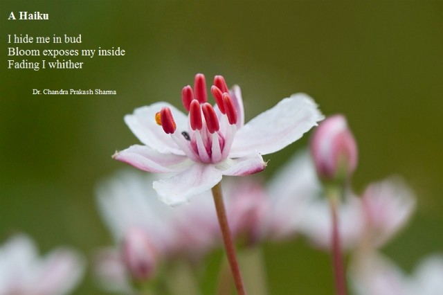 Flower - A Haiku