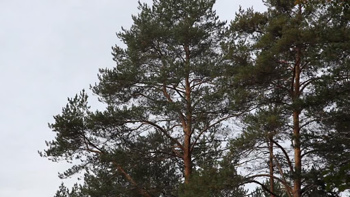 Haiku - Pine Trees Stand