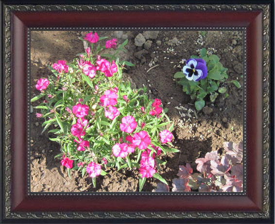 Dianthus And Pansy
