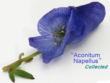 Aconitum Napellus (Chain Verse)