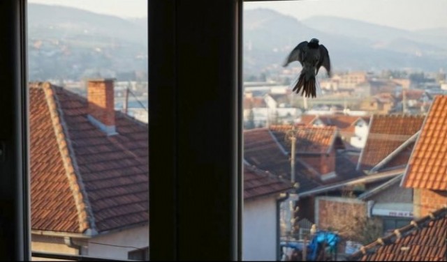 Some Weird Bird ~ Neka Čudna Ptica