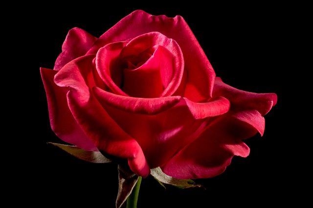 Beauty Rose