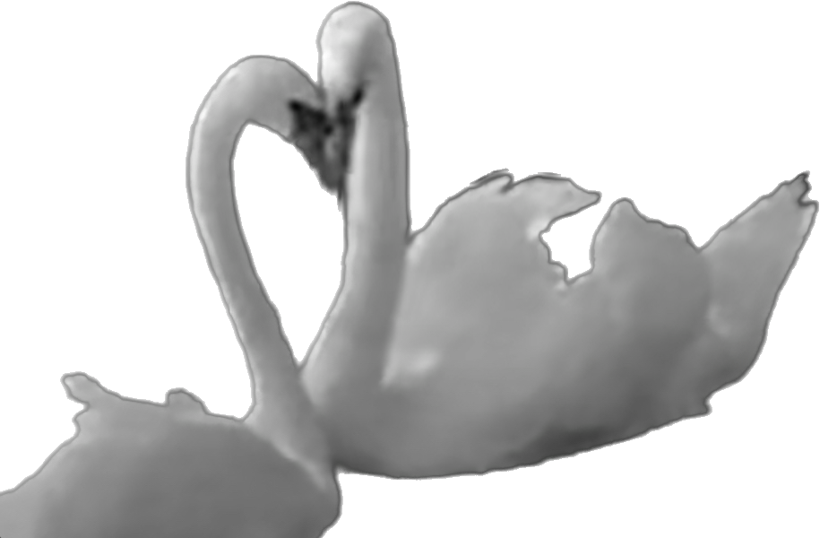 Misunderstood Swan