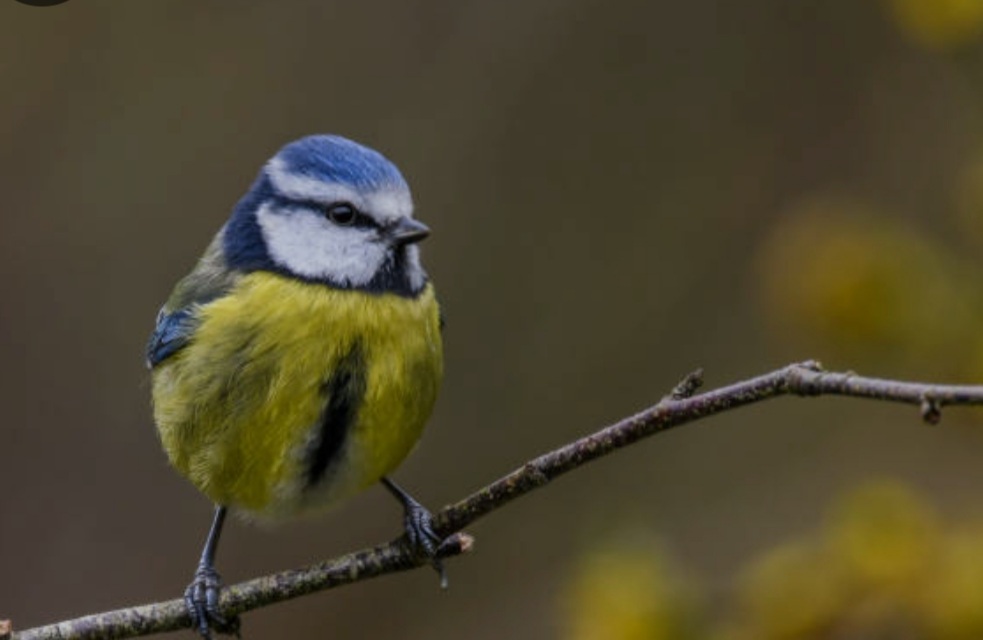 The Blue Tit Bird