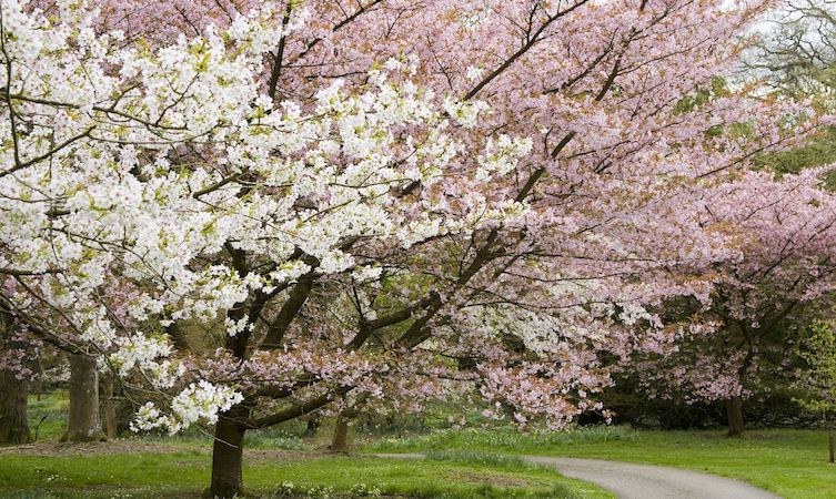 Epiphany In Spring