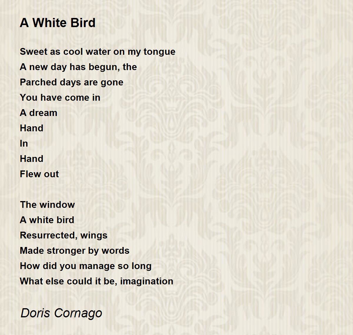 What Does It Mean When A White Bird Comes To Your House at Robin Baxter