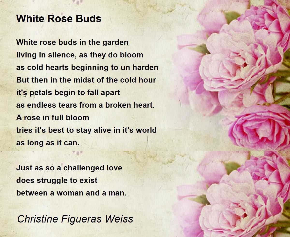 White Rose Buds White Rose Buds Poem by Christine Figueras Weiss
