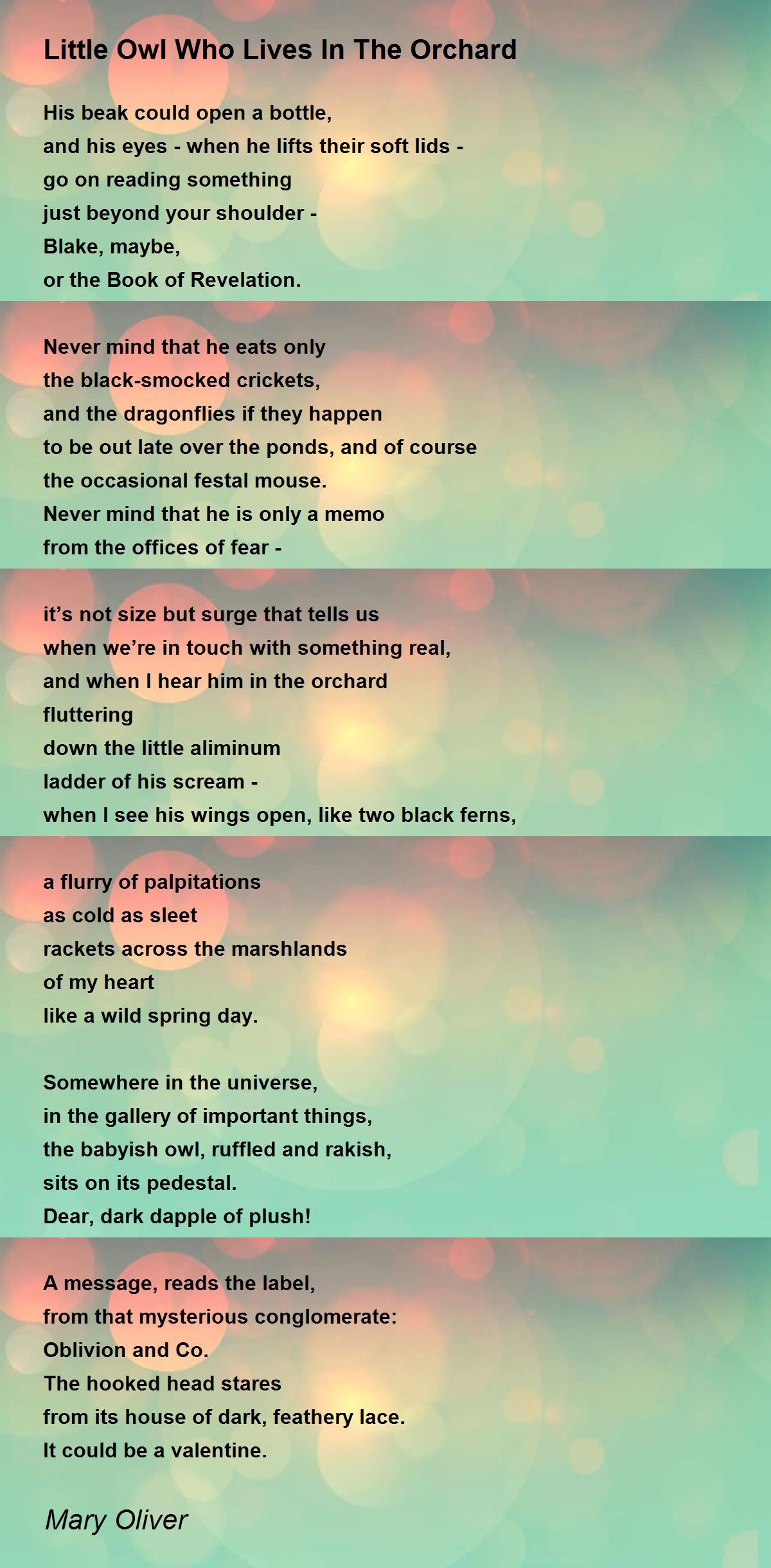 Little Owl Who Lives In The Orchard Little Owl Who Lives In The