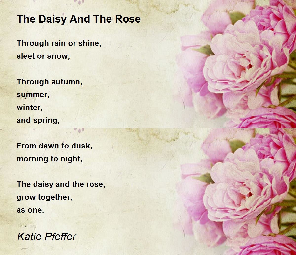 The Daisy And The Rose The Daisy And The Rose Poem by Katie Pfeffer
