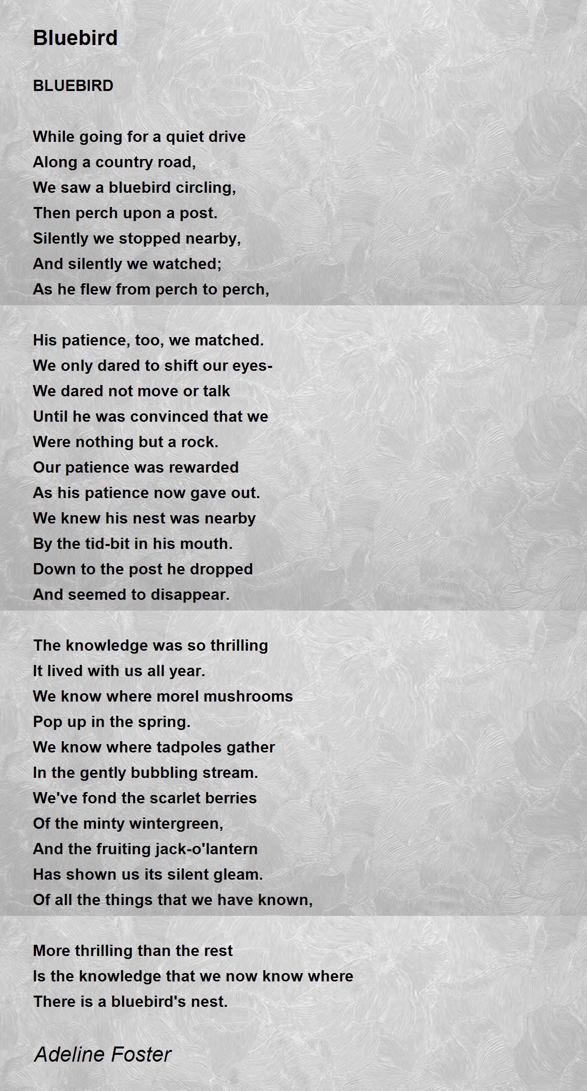 Bluebird Bluebird Poem by Adeline Foster