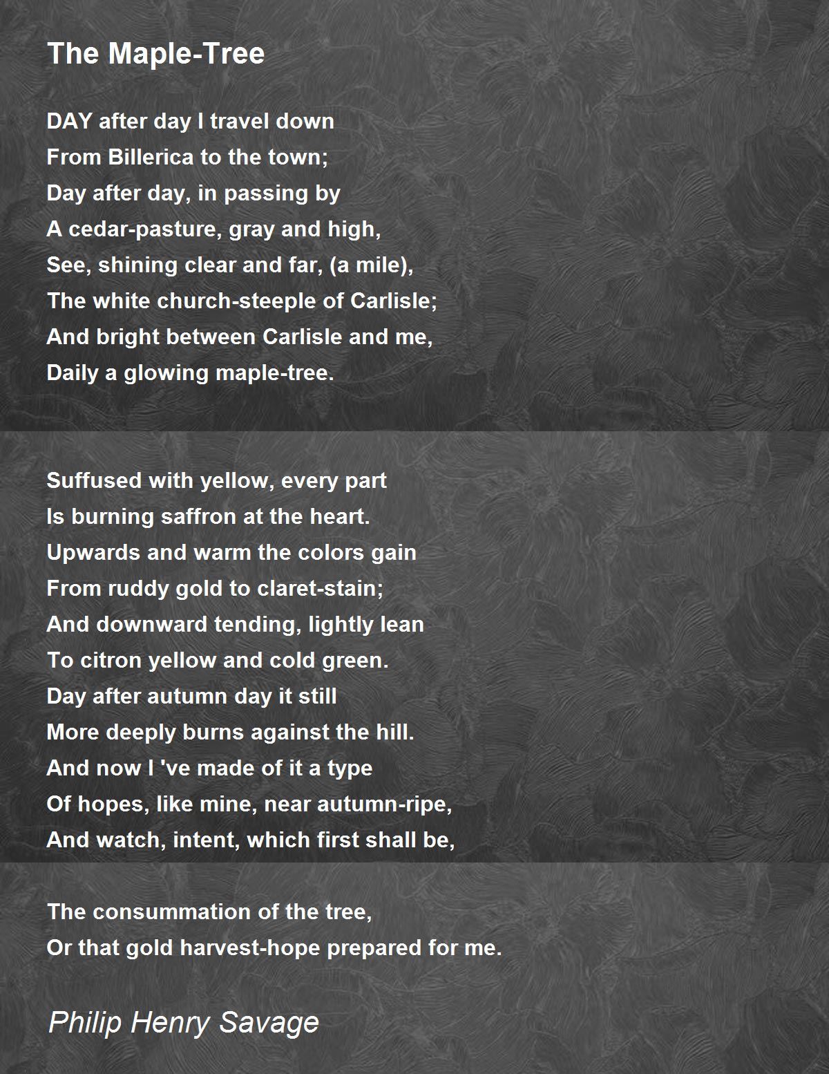 The MapleTree The MapleTree Poem by Philip Henry Savage