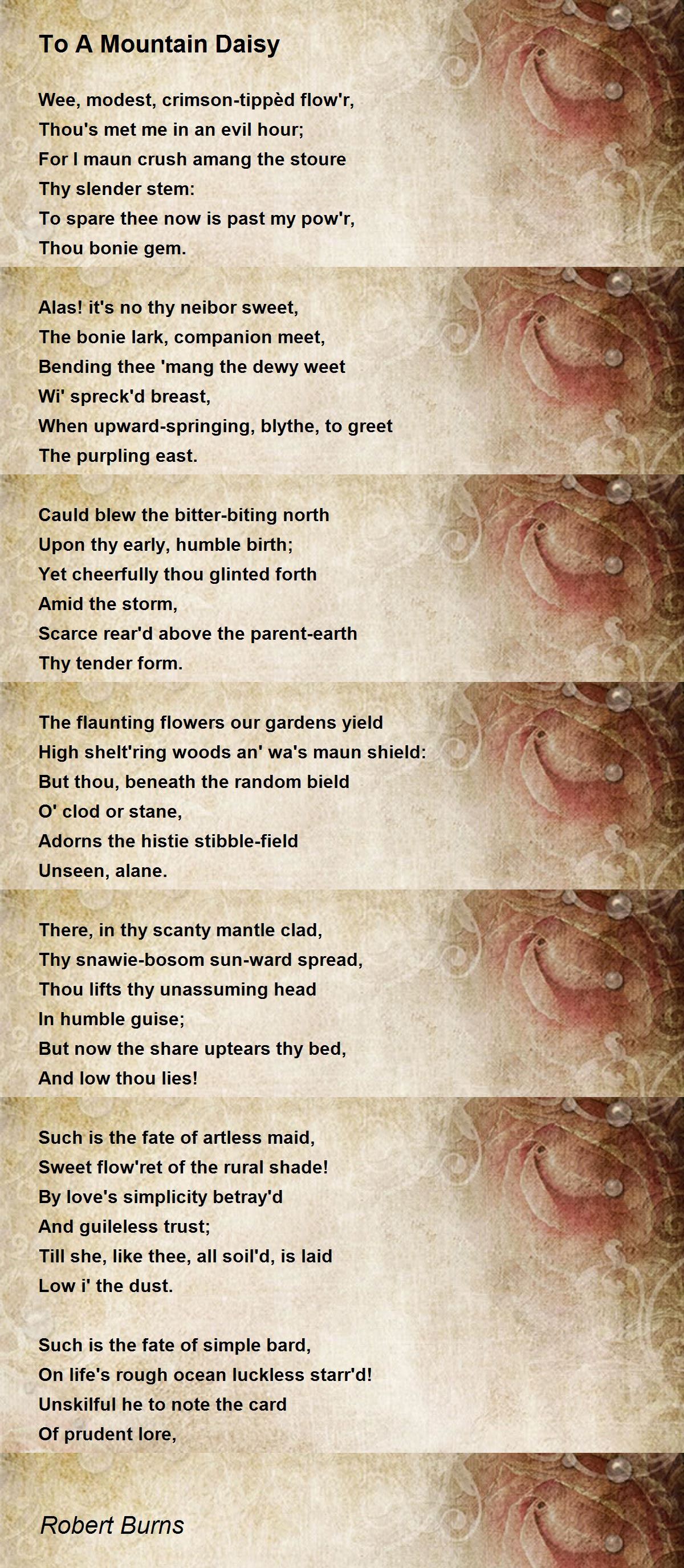 To A Mountain Daisy Poem by Robert Burns - Poem Hunter