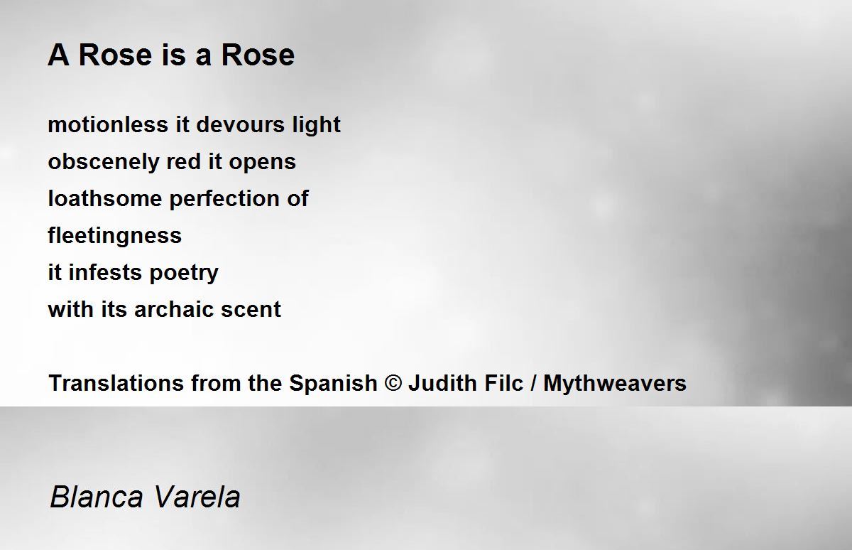 A Rose is a Rose A Rose is a Rose Poem by Blanca Varela