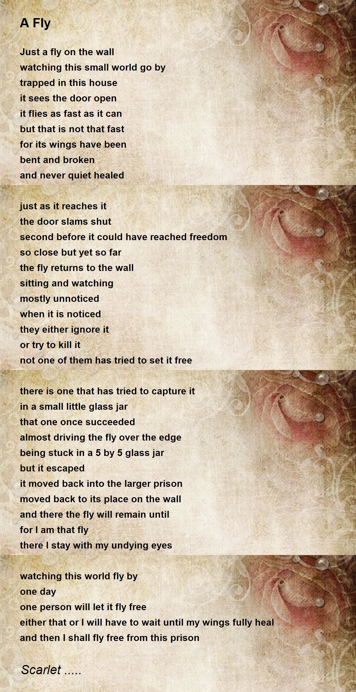 A Fly A Fly Poem by Scarlet..