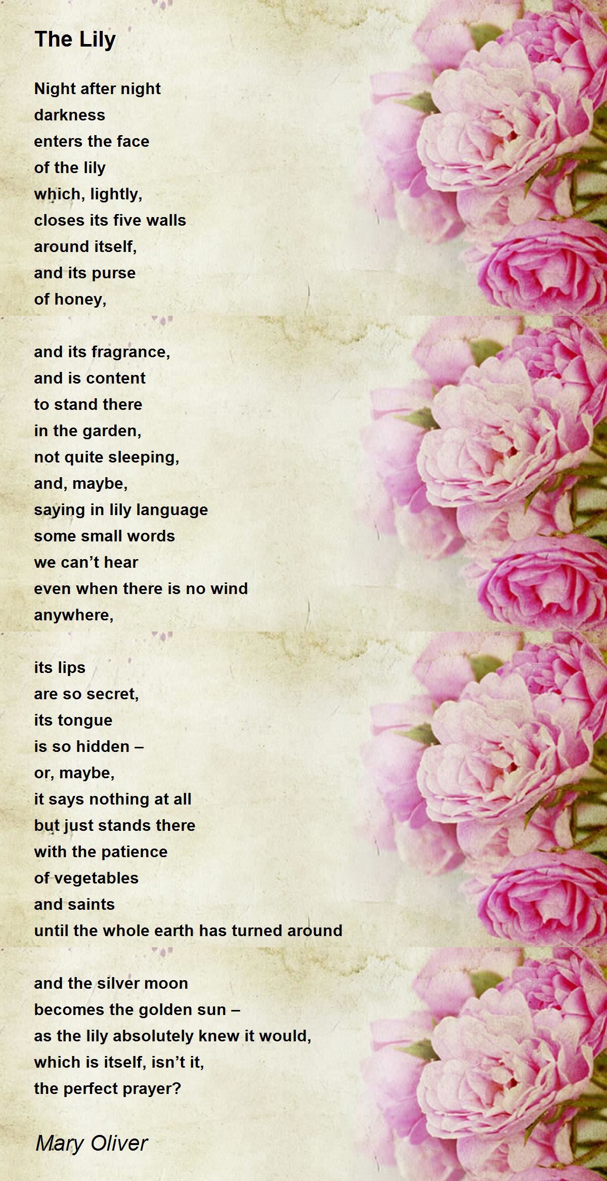 The Lily The Lily Poem by Mary Oliver