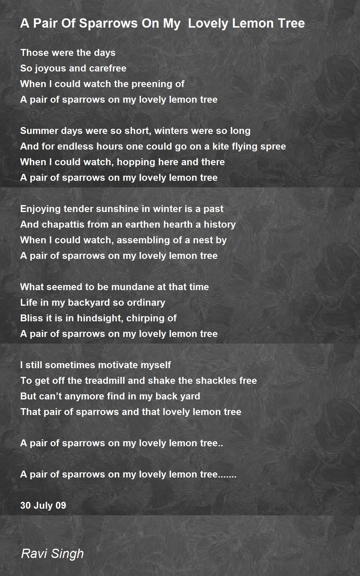 A Pair Of Sparrows On My Lovely Lemon Tree A Pair Of Sparrows On My