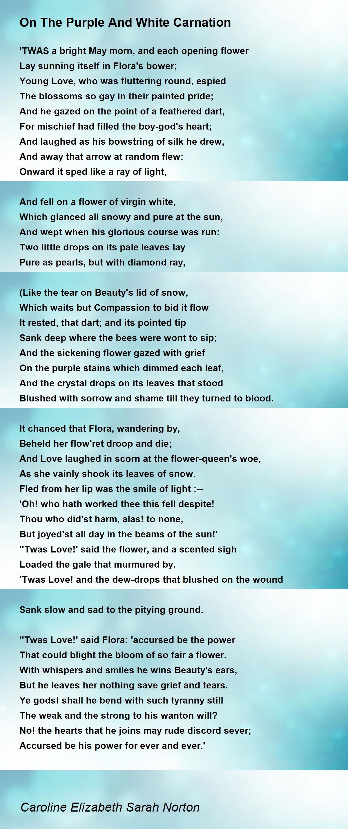 On The Purple And White Carnation On The Purple And White Carnation