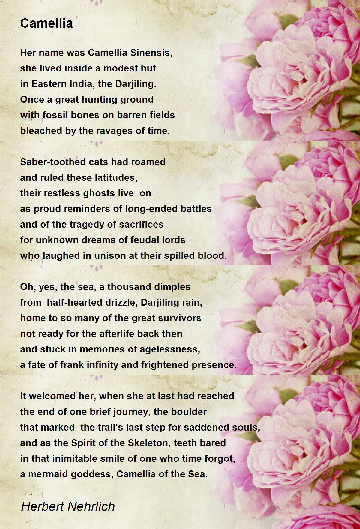 Camellia Camellia Poem by Herbert Nehrlich