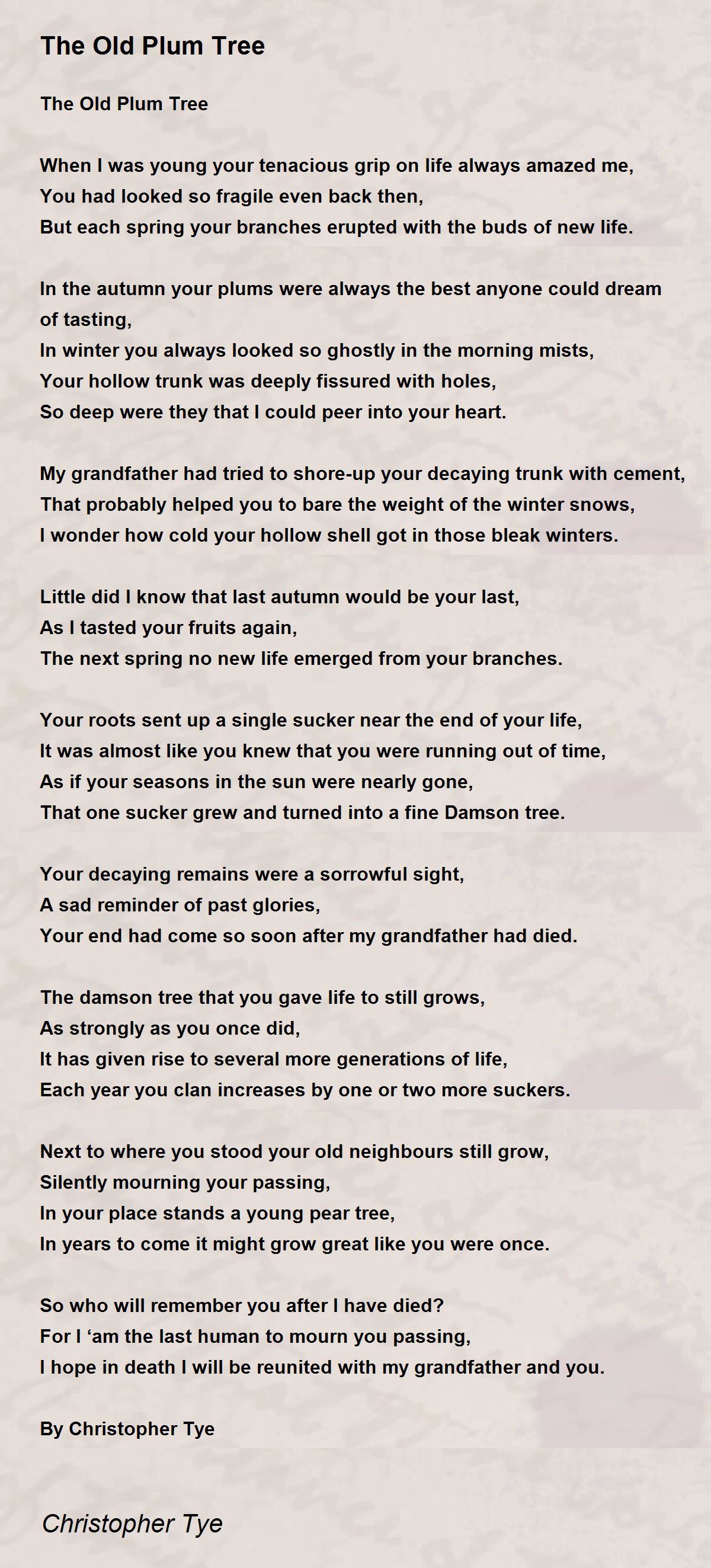 The Old Plum Tree by Christopher Tye The Old Plum Tree Poem