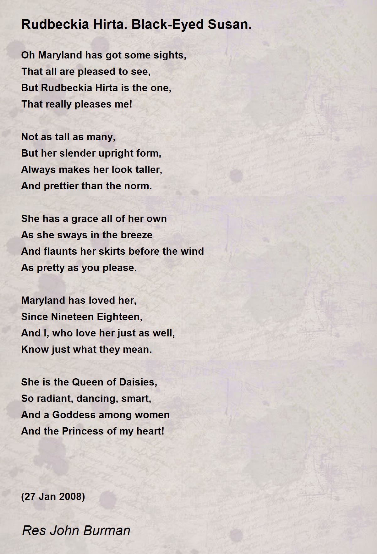 Rudbeckia Hirta. BlackEyed Susan. Rudbeckia Hirta. BlackEyed Susan