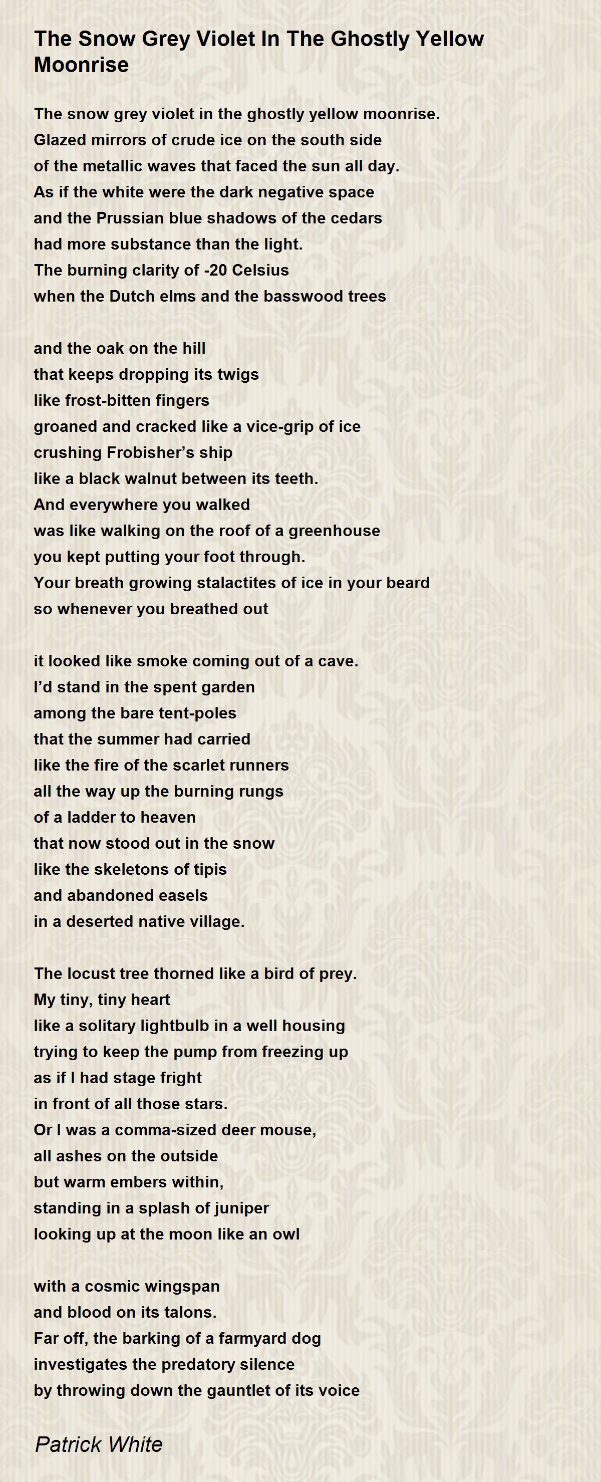 The Snow Grey Violet In The Ghostly Yellow Moonrise The Snow Grey