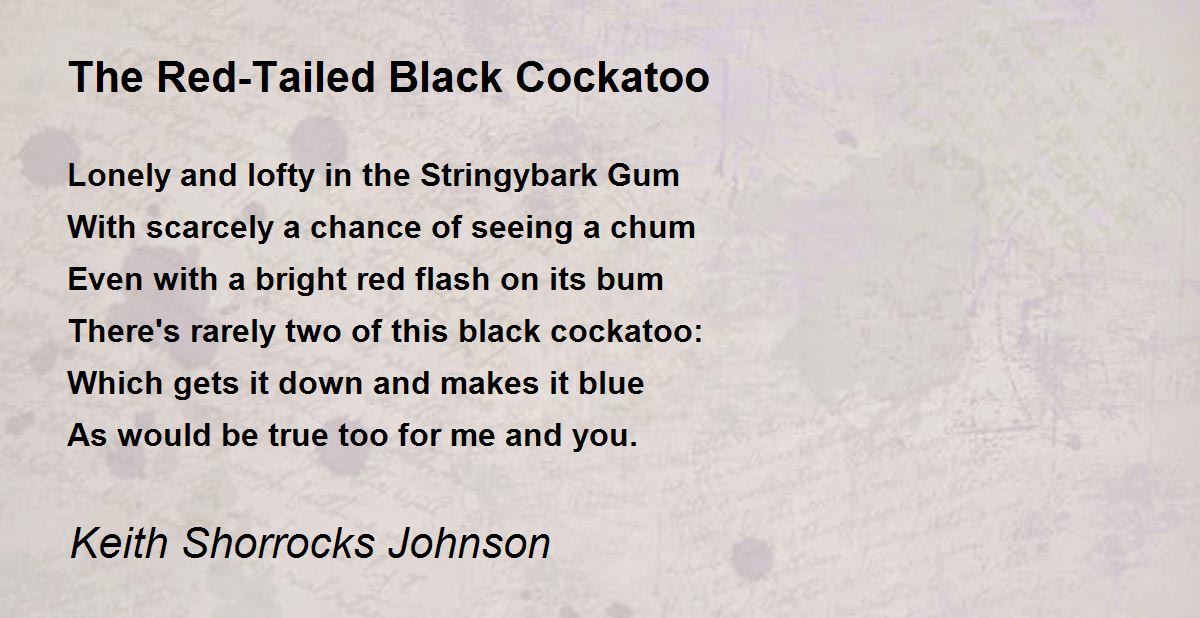 The RedTailed Black Cockatoo The RedTailed Black Cockatoo Poem by