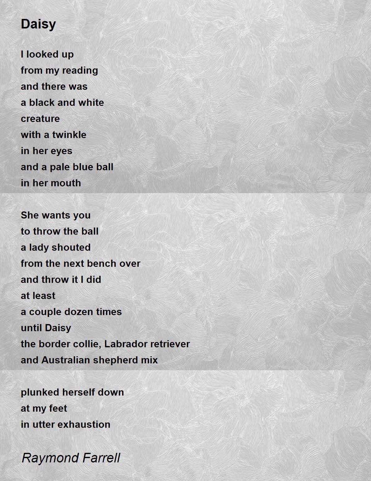 Daisy Daisy Poem by Raymond Farrell